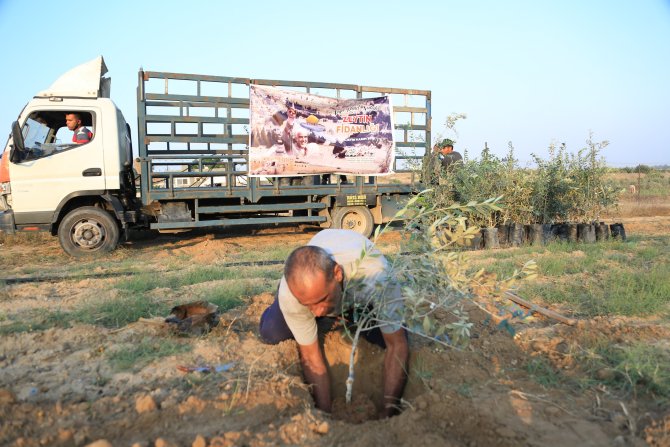 zeytin-fidanliklari-3.jpg